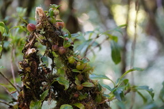Bulbophyllum