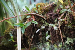 Bulbophyllum