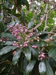 Protorhus longifolia