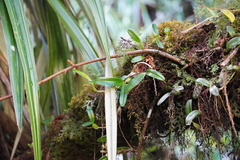 Bulbophyllum