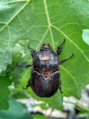 Oryctes nasicornis grypus