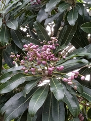 Protorhus longifolia