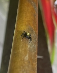 Thorelliola ensifera