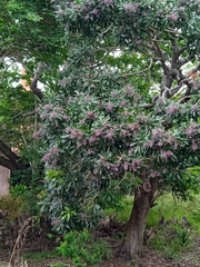 Protorhus longifolia