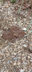 Vipera aspis