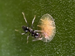 Anonychomyrma