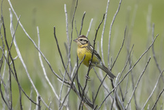 Emberiza aureola
