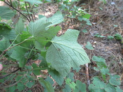 Ribes spicatum