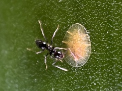 Anonychomyrma