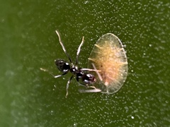 Anonychomyrma