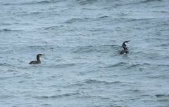 Phalacrocorax capillatus