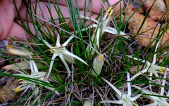 Conostylis androstemma