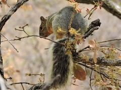 Sciurus nayaritensis