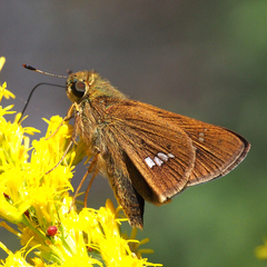 Parnara guttata guttata