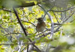 Turdus obscurus