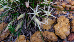 Conostylis androstemma