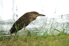 Nycticorax nycticorax nycticorax