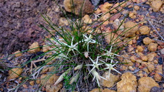 Conostylis androstemma
