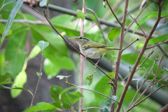 Phylloscopus coronatus