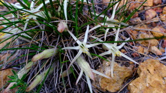 Conostylis androstemma