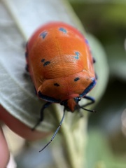 Tectocoris diophthalmus