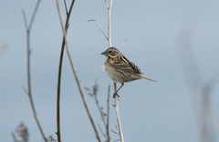 Emberiza fucata