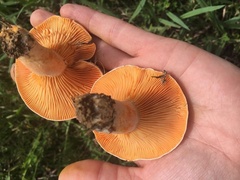 Lactarius salmoneus