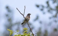 Emberiza fucata
