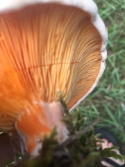 Lactarius salmoneus