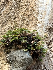 Potentilla caulescens