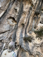Potentilla caulescens