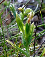 Pterostylis vittata