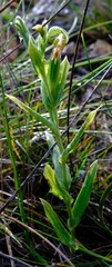 Pterostylis vittata
