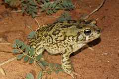 Sclerophrys poweri