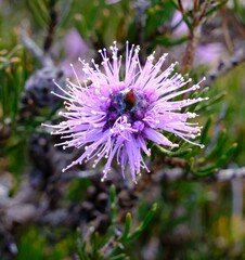 Melaleuca kybeliona