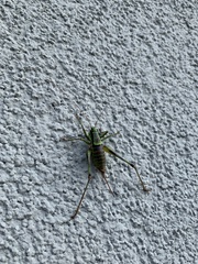 Eupholidoptera schmidti