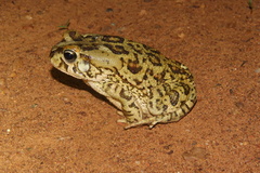 Sclerophrys poweri
