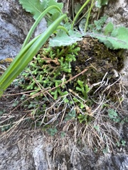 Selaginella denticulata