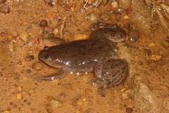 Xenopus laevis