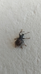 Otiorhynchus crataegi