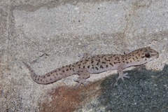 Pachydactylus capensis