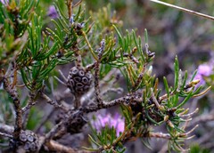 Melaleuca kybeliona