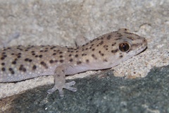 Pachydactylus capensis