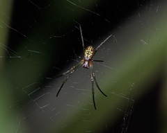 Nephilengys malabarensis