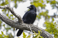 Corvus corone orientalis