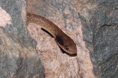 Crotaphopeltis hotamboeia