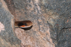 Crotaphopeltis hotamboeia