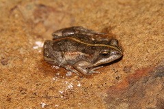Cacosternum boettgeri