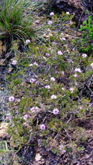 Melaleuca kybeliona