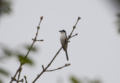 Pericrocotus divaricatus